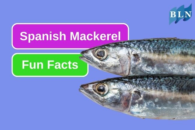 Here Is 10 Fun Facts About Spanish Mackerel